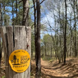 Albany Pine Bush Preserve - Albany