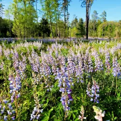 Albany Pine Bush Preserve - Albany
