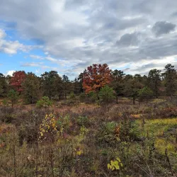 Albany Pine Bush Preserve - Albany