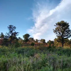 Albany Pine Bush Preserve - Albany