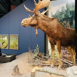 New York State Museum - Albany