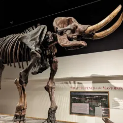 New York State Museum - Albany