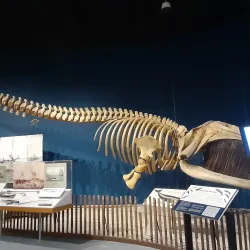 New York State Museum - Albany