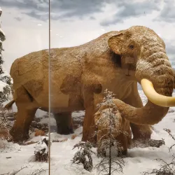 New York State Museum - Albany