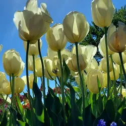 Washington Park - Albany