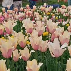 Washington Park - Albany