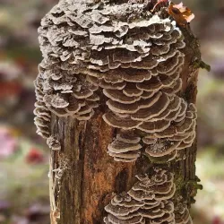 Binghamton University Nature Preserve - Binghamton