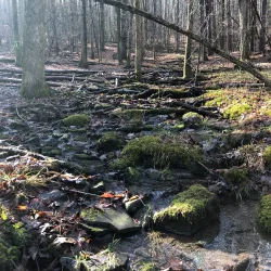 Binghamton University Nature Preserve - Binghamton