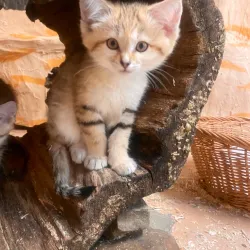 Binghamton Zoo at Ross Park - Binghamton