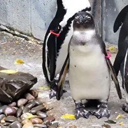 Binghamton Zoo at Ross Park - Binghamton