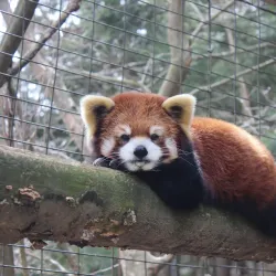 Binghamton Zoo at Ross Park - Binghamton