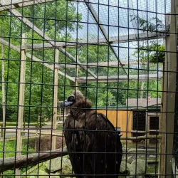 Binghamton Zoo at Ross Park - Binghamton