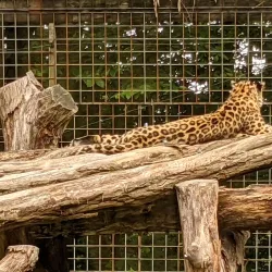 Binghamton Zoo at Ross Park - Binghamton