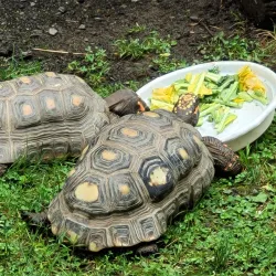 Binghamton Zoo at Ross Park - Binghamton