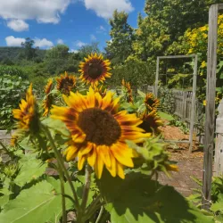 Cutler Botanic Garden - Binghamton