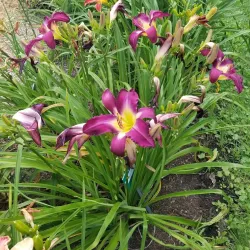 Cutler Botanic Garden - Binghamton