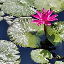 New York Botanical Garden - Bronx