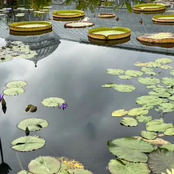 New York Botanical Garden - Bronx