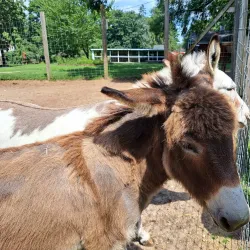 The Long Island Game Farm - Brookhaven