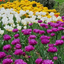 Brooklyn Botanic Garden - Brooklyn