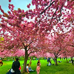 Brooklyn Botanic Garden - Brooklyn