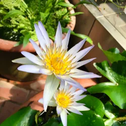 Brooklyn Botanic Garden - Brooklyn