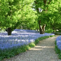 Brooklyn Botanic Garden - Brooklyn