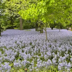 Brooklyn Botanic Garden - Brooklyn