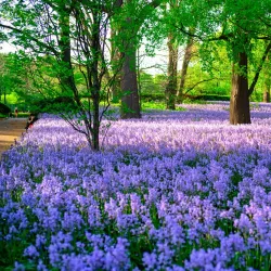 Brooklyn Botanic Garden - Brooklyn