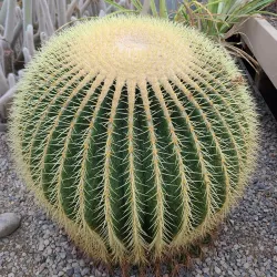 Buffalo and Erie County Botanical Gardens - Buffalo