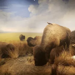 Buffalo Museum of Science - Buffalo