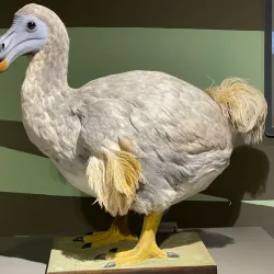 Buffalo Museum of Science - Buffalo