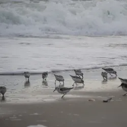 Nickerson Beach Park - Cedarhurst
