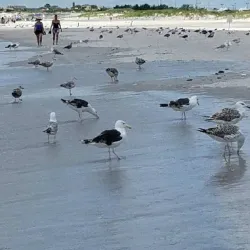 Nickerson Beach Park - Cedarhurst