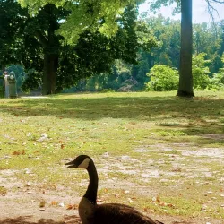 Corning Preserve - Corning