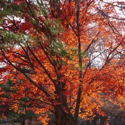 Denison Park - Corning