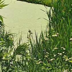 Denison Park - Corning