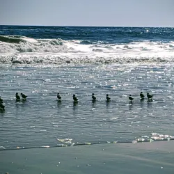 Amagansett National Wildlife Refuge - East Hampton