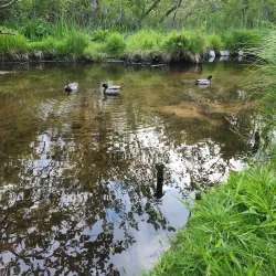 East Hampton Village Nature Trail - East Hampton