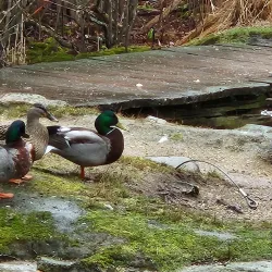 East Hampton Village Nature Trail - East Hampton