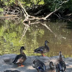 East Hampton Village Nature Trail - East Hampton