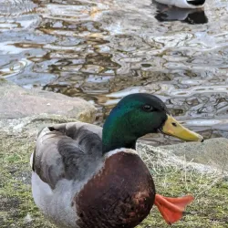 East Hampton Village Nature Trail - East Hampton