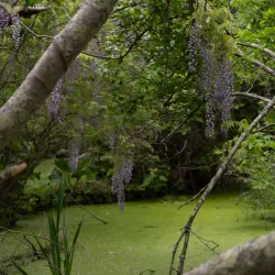 East Hampton Village Nature Trail - East Hampton