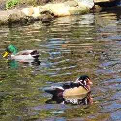 East Hampton Village Nature Trail - East Hampton