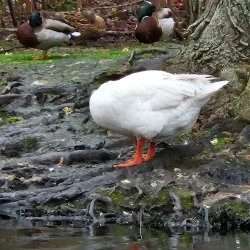 East Hampton Village Nature Trail - East Hampton