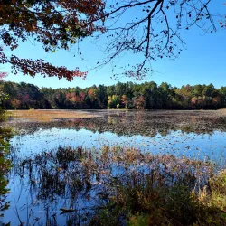 Cranberry Bog Preserve - East Northport