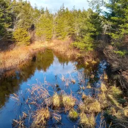 Cranberry Bog Preserve - East Northport