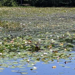 Cranberry Bog Preserve - East Northport