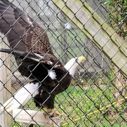 Sweetbriar Nature Center - East Northport