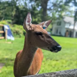 Sweetbriar Nature Center - East Northport